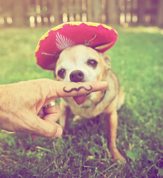 Chihuahua with mustache finger — Stock Photo, Image