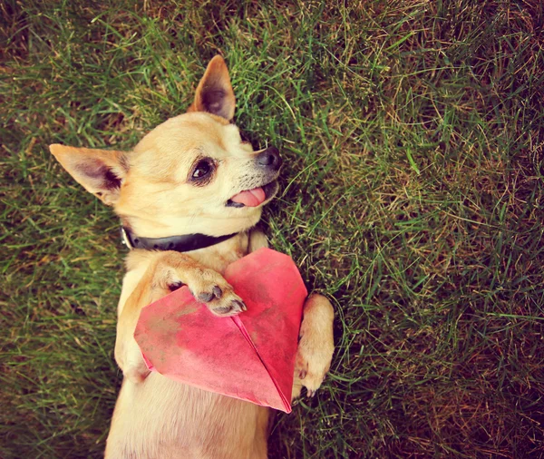 Chihuahua con in mano un cuore di carta origami — Foto Stock