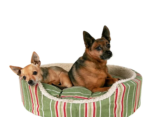 Dois chihuahuas na cama de estimação — Fotografia de Stock