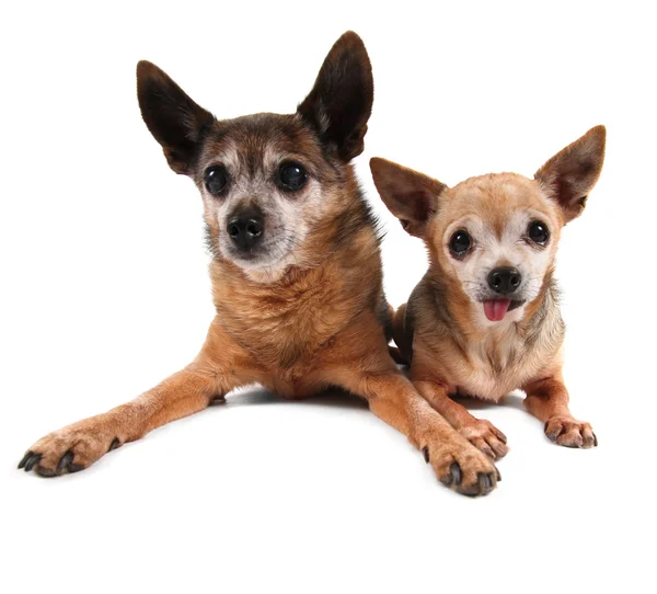 Två söta chihuahuas — Stockfoto