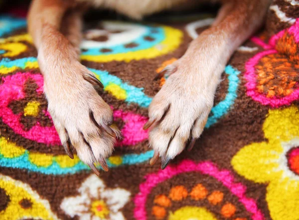 Chihuahua paws — Stock Photo, Image