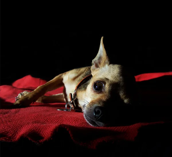 Niedliches Chihuahua-Nickerchen — Stockfoto