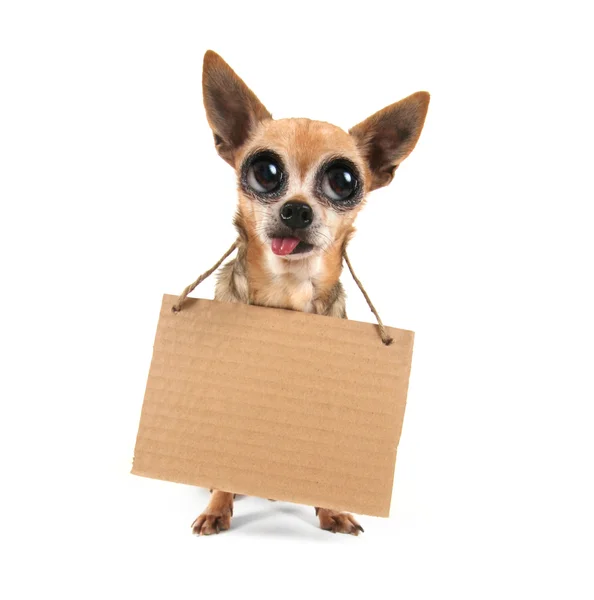 Goofy chihuahua holding sign — Stock Photo, Image