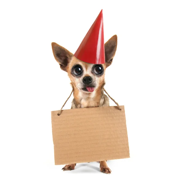 Doofer Chihuahua mit Schild — Stockfoto