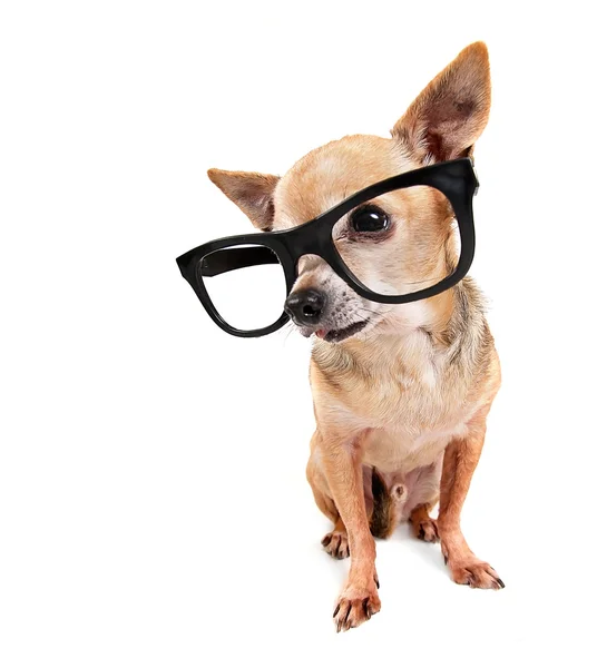 Chihuahua mix noszenie okularów — Zdjęcie stockowe