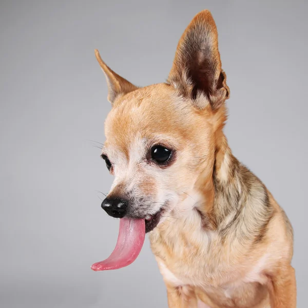 Chihuahua bonito — Fotografia de Stock