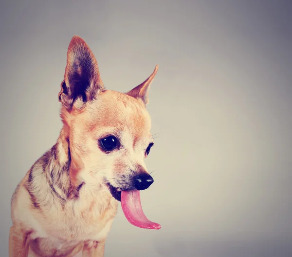 Chihuahua sobre fondo gris — Foto de Stock