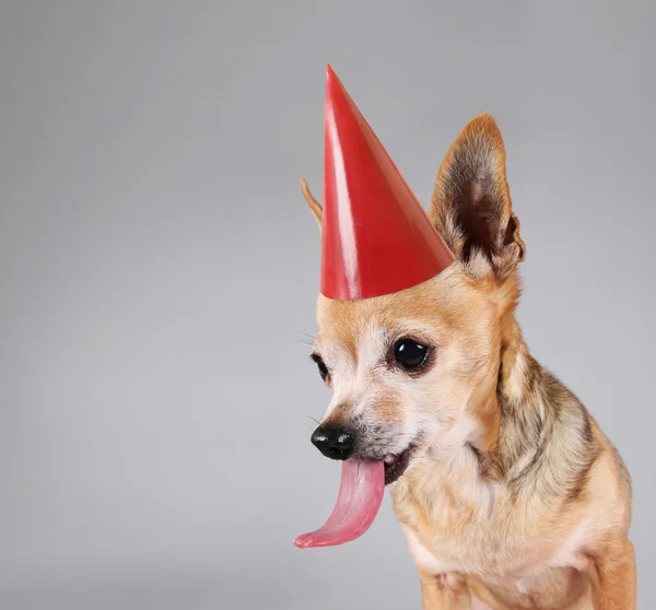 Chihuahua mit Geburtstagsmütze — Stockfoto