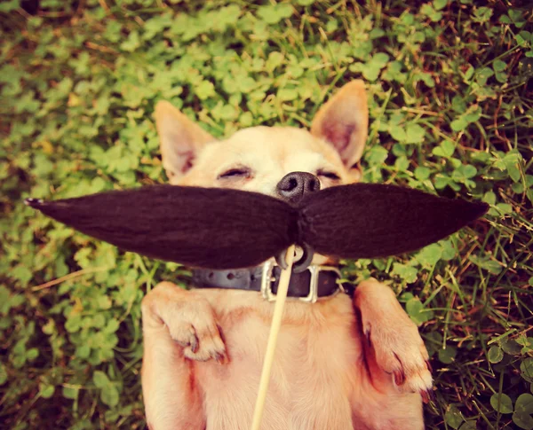 Chihuahua with mustache — Stock Photo, Image