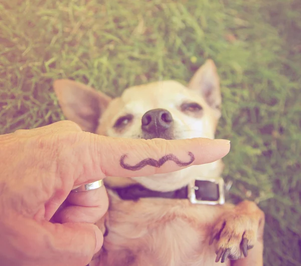 Chihuahua with mustache finger — Stock Photo, Image
