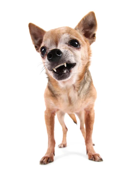 Chihuahua bonito — Fotografia de Stock