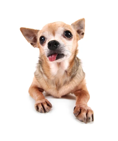 Lindo chihuahua — Foto de Stock