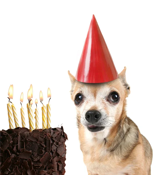 Chihuahua met feest hoed op — Stockfoto