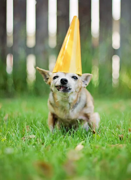 Chihuahua com chapéu de aniversário — Fotografia de Stock