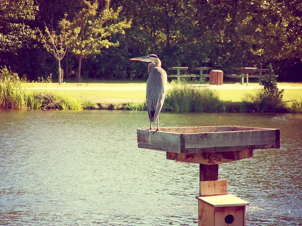 Heron in local park pond — Stock Photo, Image