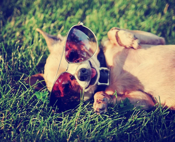 Chihuahua z okulary aviator — Zdjęcie stockowe