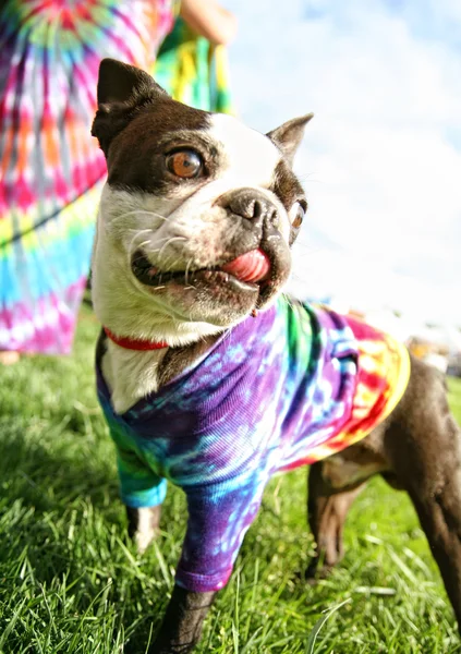 Roliga boston terrier — Stockfoto