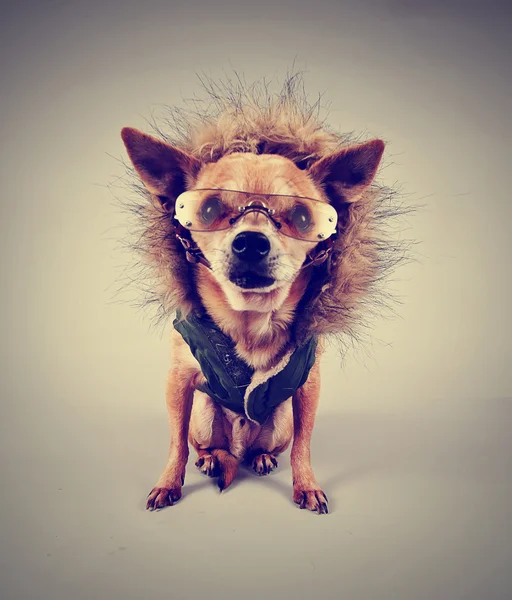 Chihuahua avec capuche et lunettes — Photo