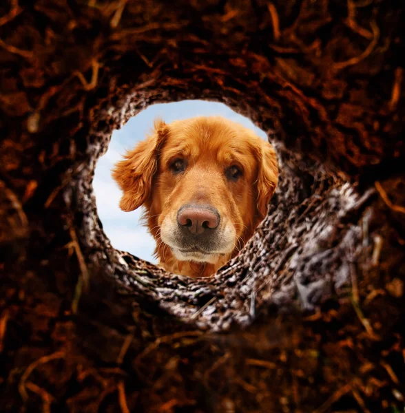 Hund schaut Loch im Boden hinunter — Stockfoto