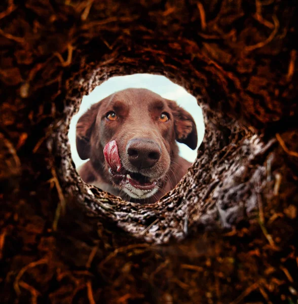 Собака заглядає в дірку в землю — стокове фото
