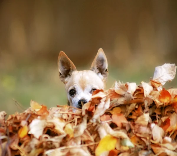 Chihuahua in stapel van bladeren — Stockfoto