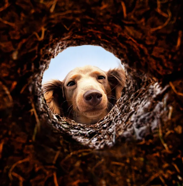 Cane sbirciando nel buco nel terreno — Foto Stock