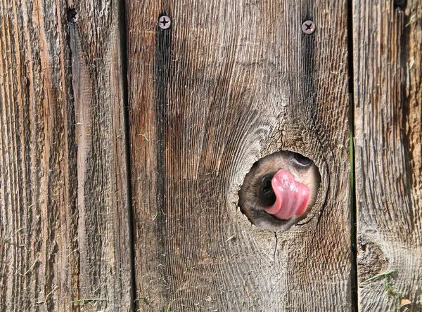 Dog's nose poking out of hole in fence — Stock Photo, Image