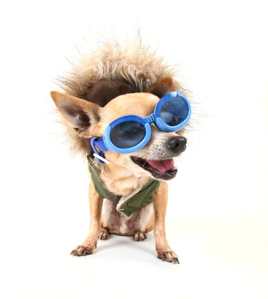 Chihuahua with coat and goggles on — Stock Photo, Image