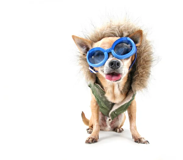 Chihuahua con abrigo y gafas —  Fotos de Stock