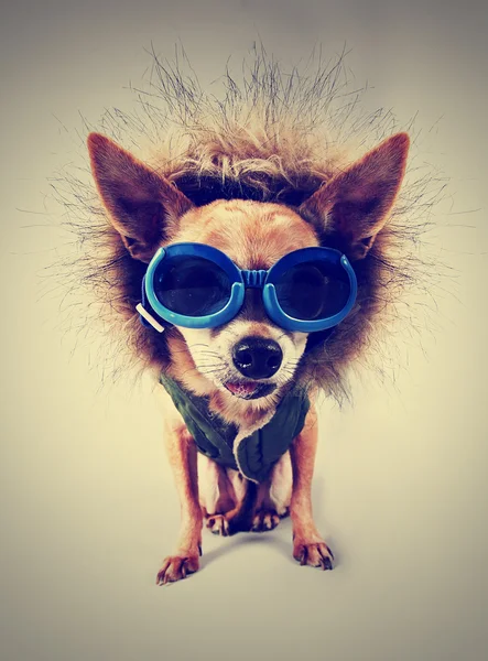 Chihuahua con capucha y gafas — Foto de Stock