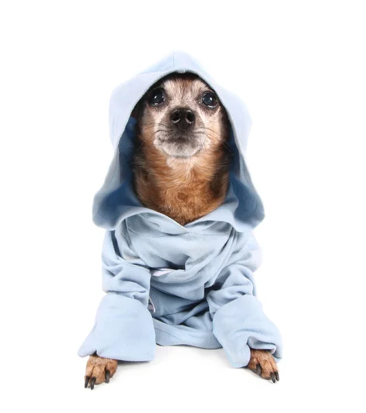 Chihuahua i blå jacka — Stockfoto