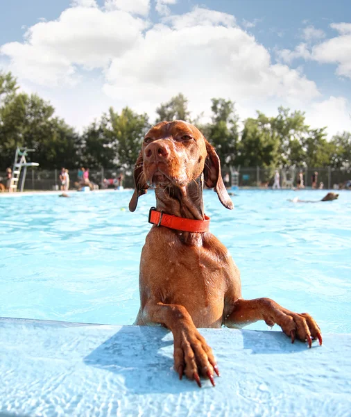 Hundvalp (sittande) simning i poolen — Stockfoto