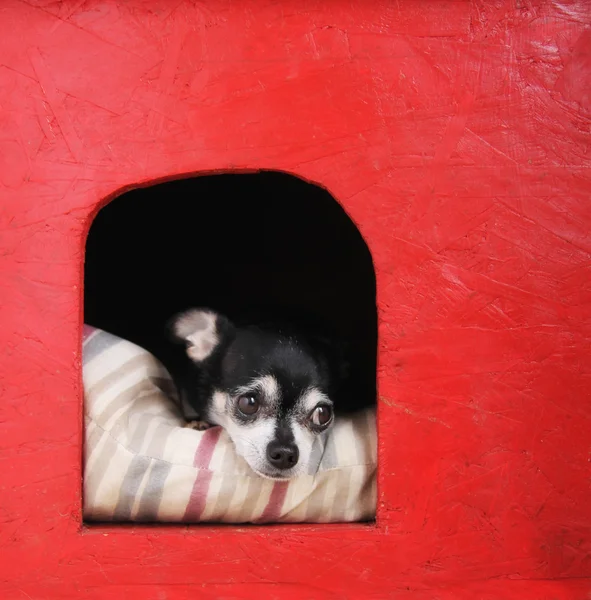 Chihuahua em travesseiro em casota — Fotografia de Stock