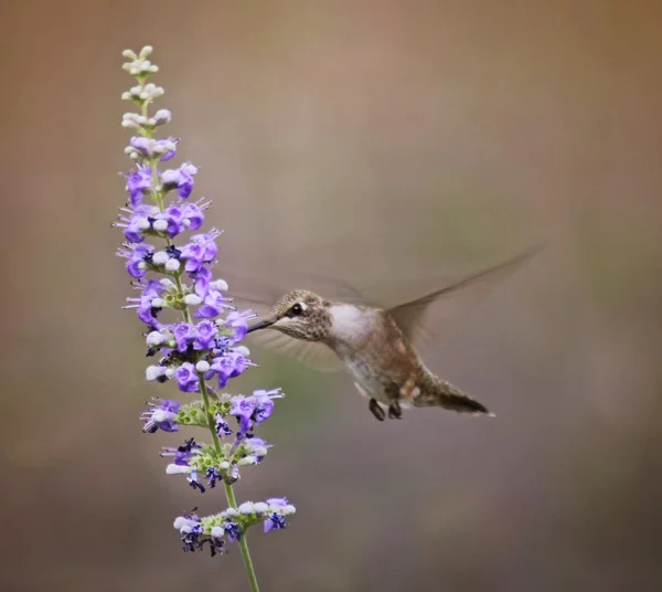 Çiçeklere hovering şirin sinek kuşu — Stok fotoğraf