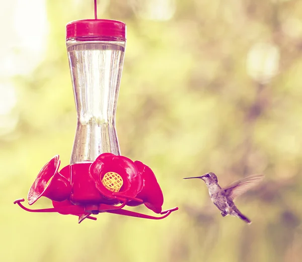 Kolibri bekommt zu trinken — Stockfoto