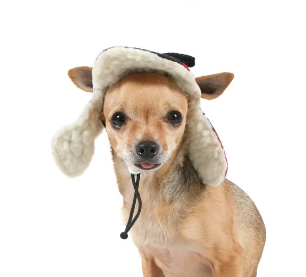 Chihuahua en sombrerito de caza — Foto de Stock