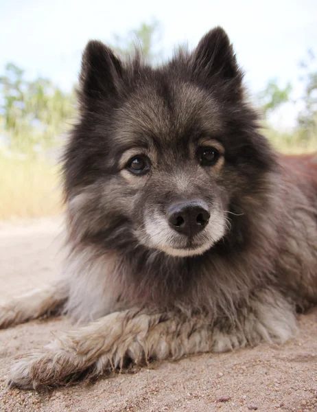 Cão jovem do Alasca Malamute . — Fotografia de Stock