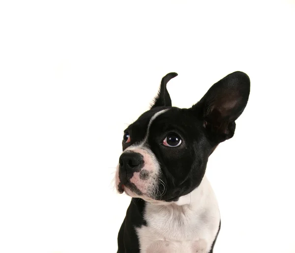 Baby boston terrier valp — Stockfoto