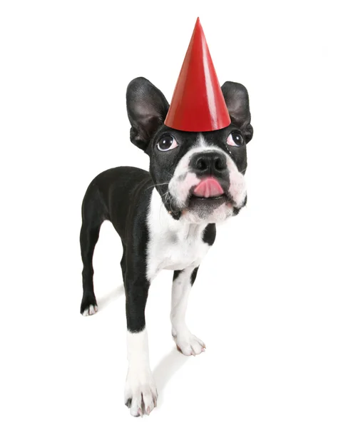 Boston terrier con cappello di compleanno — Foto Stock