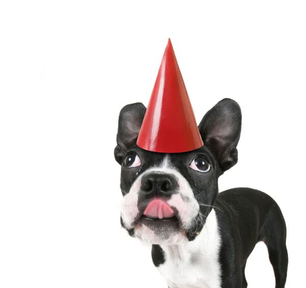 Boston terrier con cappello di compleanno — Foto Stock