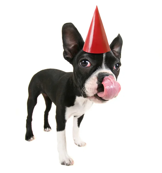 Boston terrier with birthday hat — Stock Photo, Image