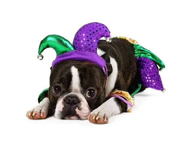 Boston terrier con sombrero de bufón en — Foto de Stock