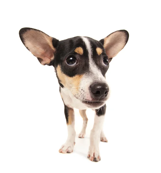 Rat terrier chihuahua mix — Stockfoto