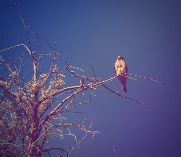 Kestrel sitting on branch — Stock Photo, Image