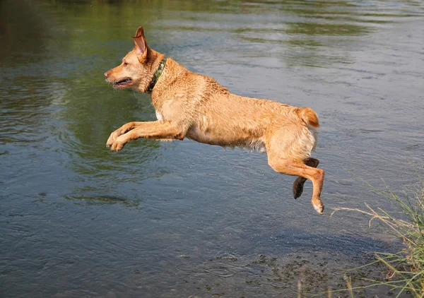 Labrador retriever skoki w kanał — Zdjęcie stockowe