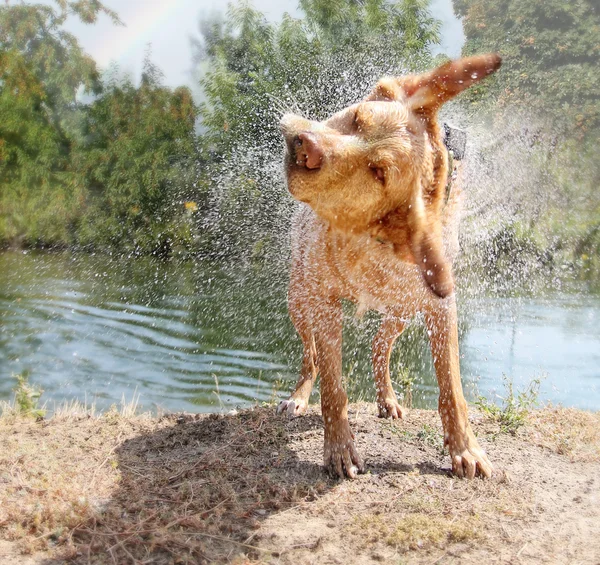 Lab mix afschudden van water — Stockfoto