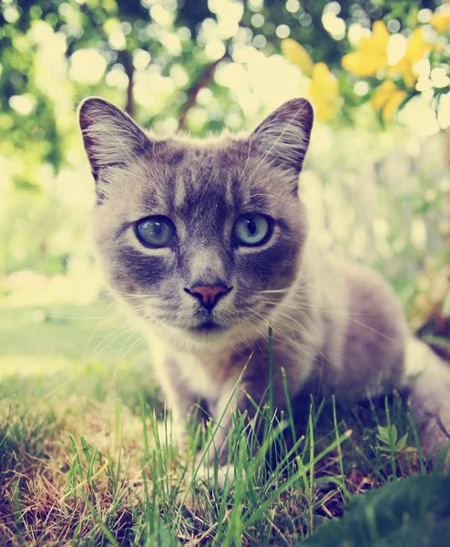 Söt katt sitter i gräset — Stockfoto