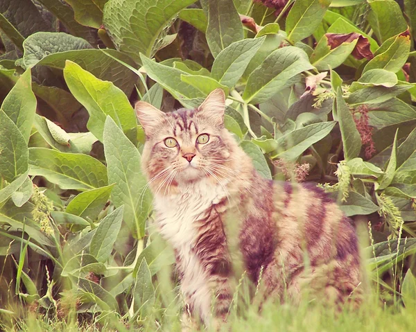 Gato al aire libre en jardín — Foto de Stock