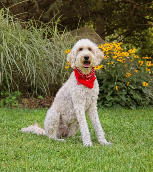 Golden doodle duduk di taman — Stok Foto