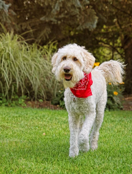Golden doodle sitting in park — Stock Photo, Image